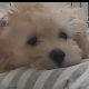 鎌田 プエル