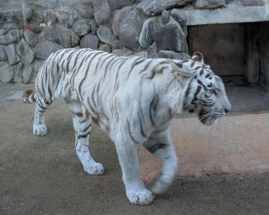 ホワイトタイガー