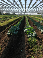 ソーラーシェアリング収穫　一か月前