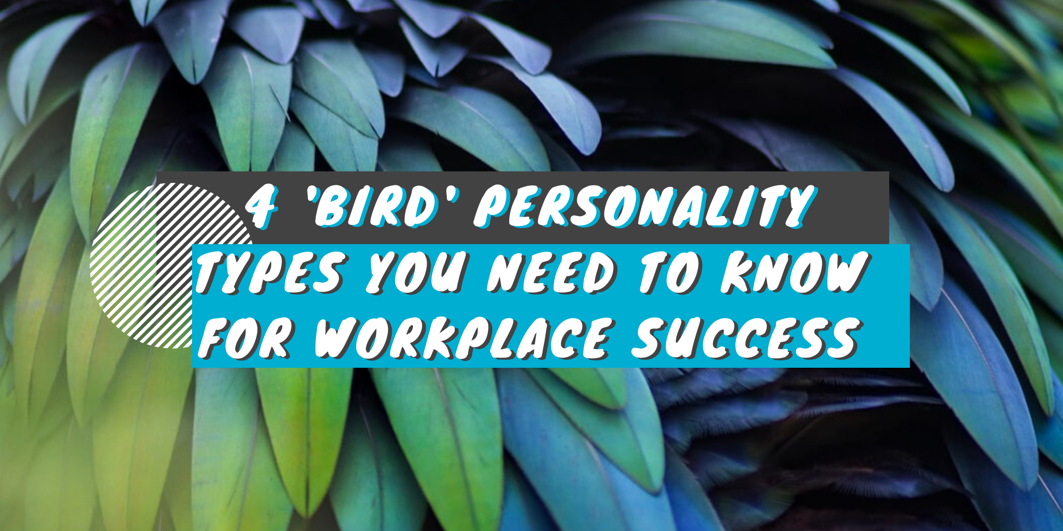 4 ‘Bird’ Personality Types You Need to Know for Workplace Success