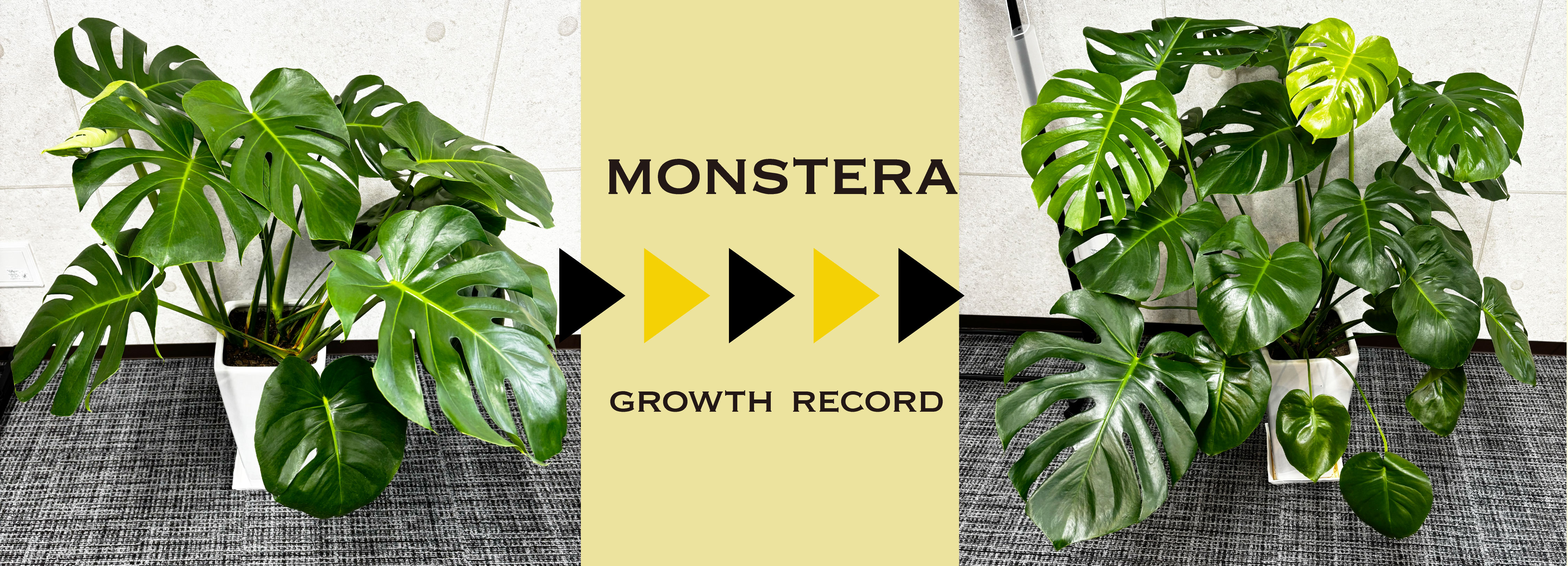 オフィスの観葉植物