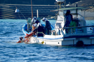 旅館のある相差町は日本でいちばん海女さんが多い町。町には海女が育んできた食や文化が根付いています。