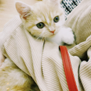 木村