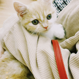 木村