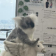 岩井 大和