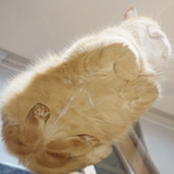 いい のり