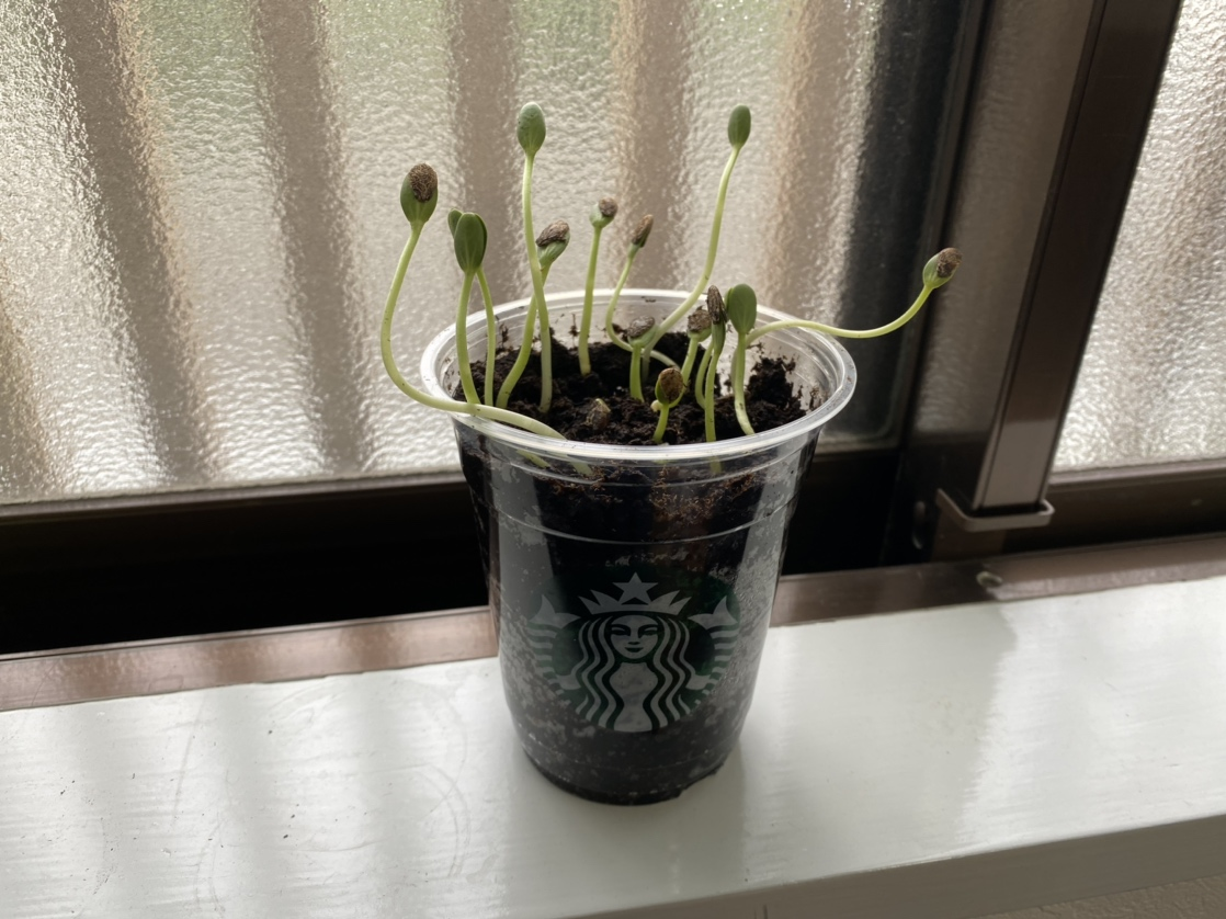 夏の果物と言えば〇〇！