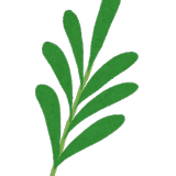 matsushita