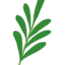 matsushita