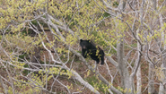 奥山でブナの若芽を食べるツキノワグマ