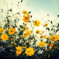 下岸 華子さんのプロフィール