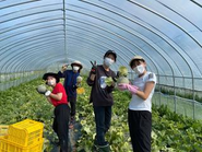 第16回クラダシチャレンジin北海道三笠市でのメロンの収穫の様子です。