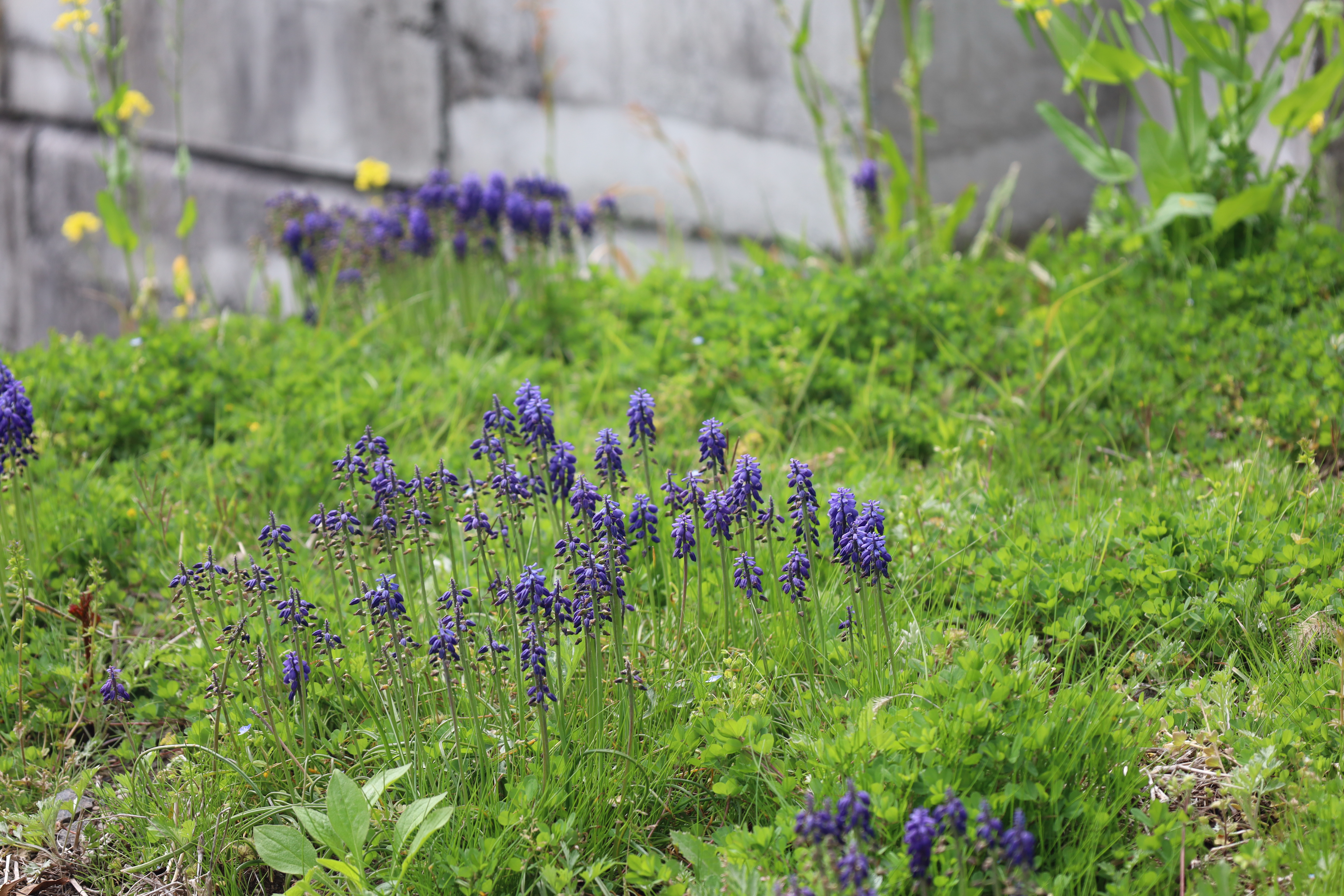 地方で働く魅力を発見！自然と共生するオフィス環境ツアー