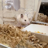 坂本 由香里