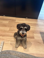 オフィスで働くワンちゃん②です　どちらかが大体出社しています！