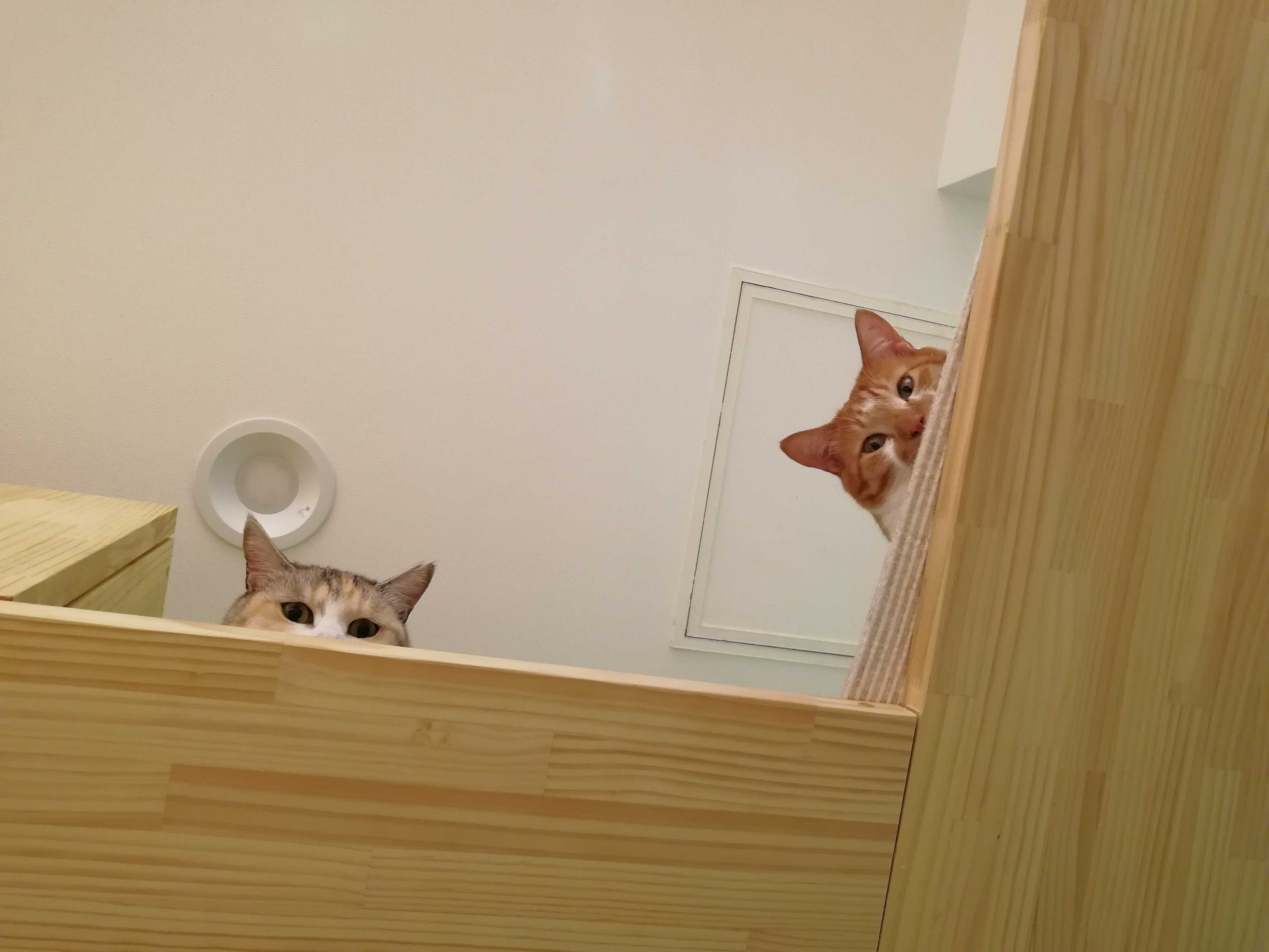 私たちにできる動物愛護