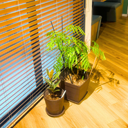 植物も育てています。サービスもチームも、ゆっくりじっくり。