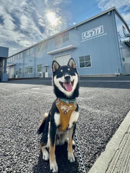 豆しばのタローは毎日出勤しています！！🐕