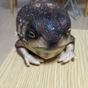 本家朗子