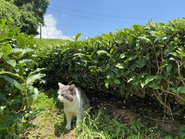 豊かな自然に囲まれた環境！看板猫もいますよ♪