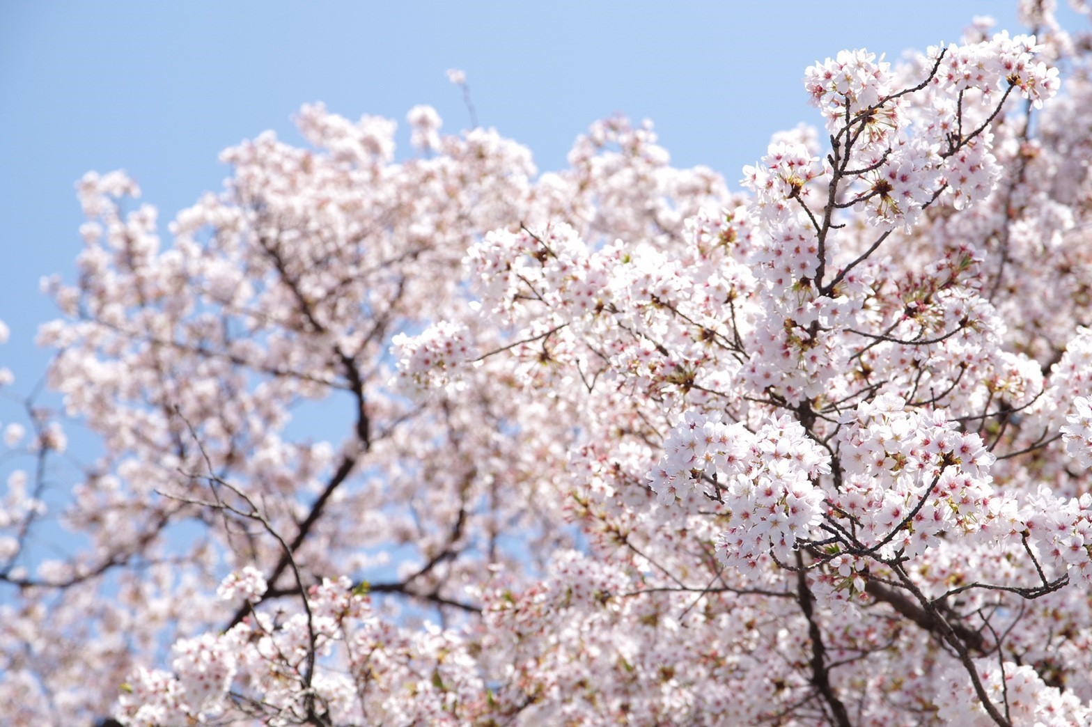 今年の桜は、満開でした！【2018.花見イベント】