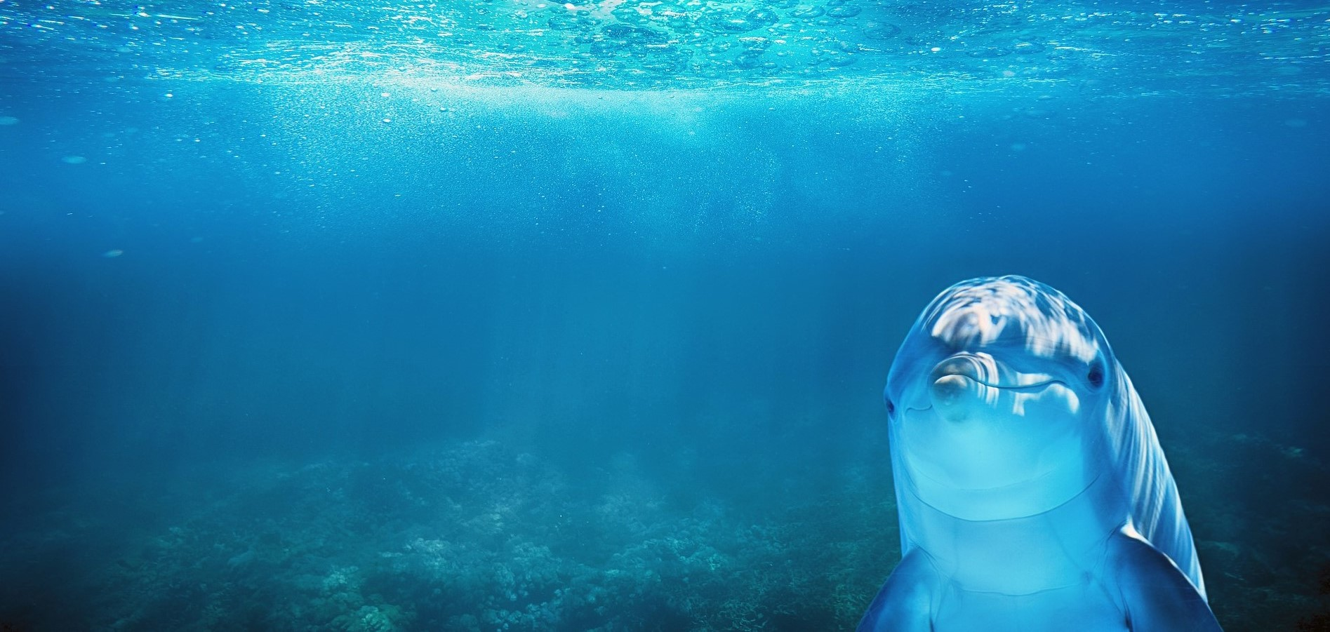 カスタマーサポートは、「イルカ」だと思う。