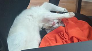 広報部長猫の みあ 