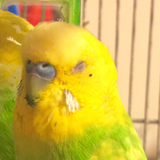 なかむら みやこ