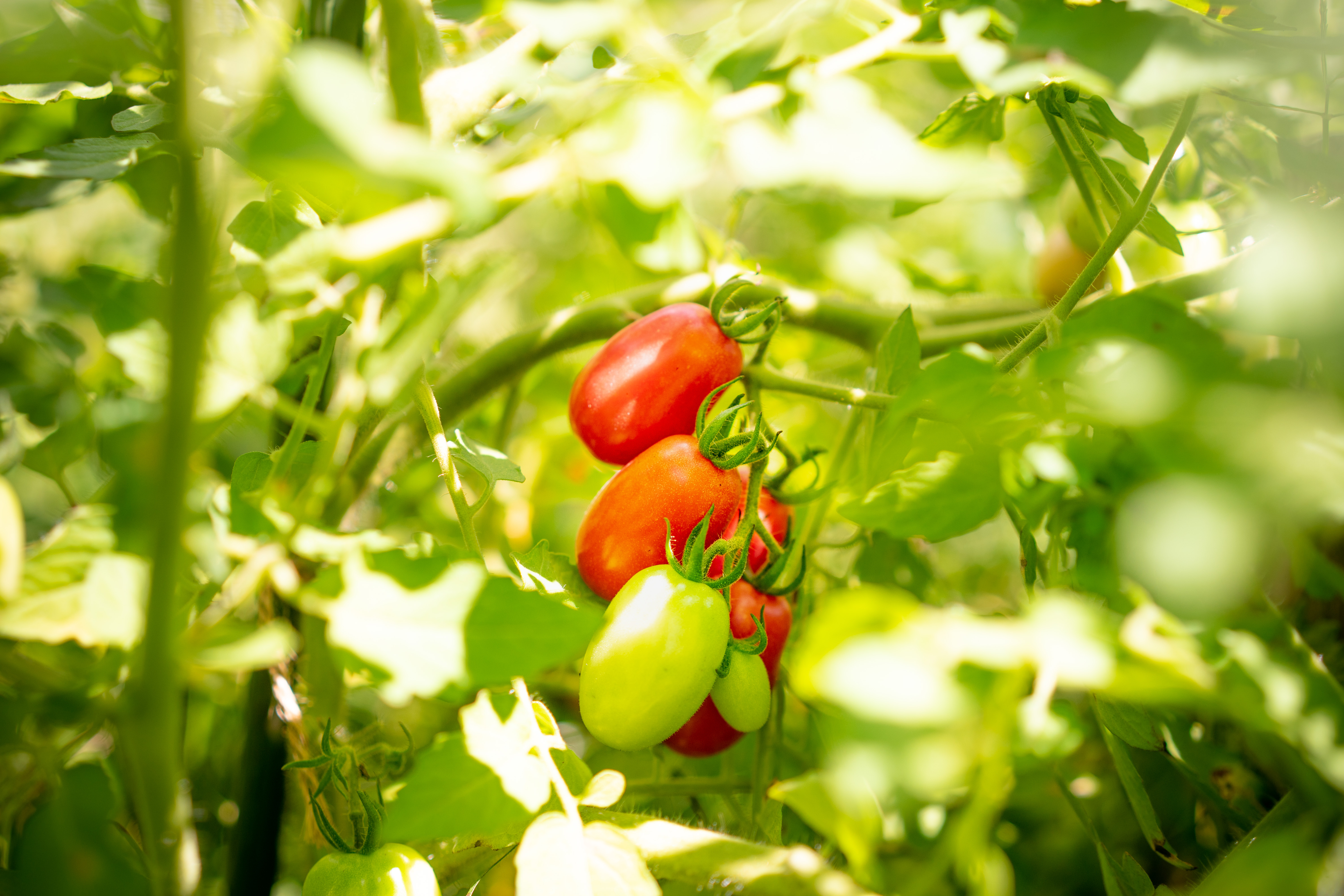社内に無農薬の農園がある理由