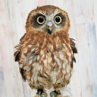 蔦 一樹さんのプロフィール