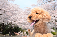 UZUZの愛犬モコちゃんです！週2で出社し、社員から愛されてやみません。業務内容は社員の癒しと小便を漏らす事です。