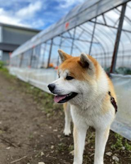 忠犬ハチ公で有名な秋田犬