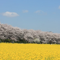 Hirokazu Kuwabara さんのプロフィール