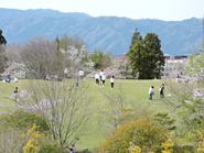 桜の広場で来園者がゆっくりと過ごす様子