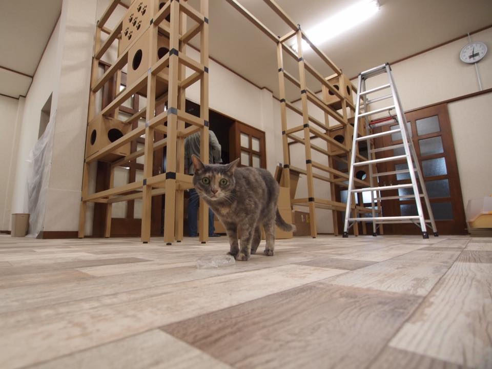 ニャンダフルシェルフ