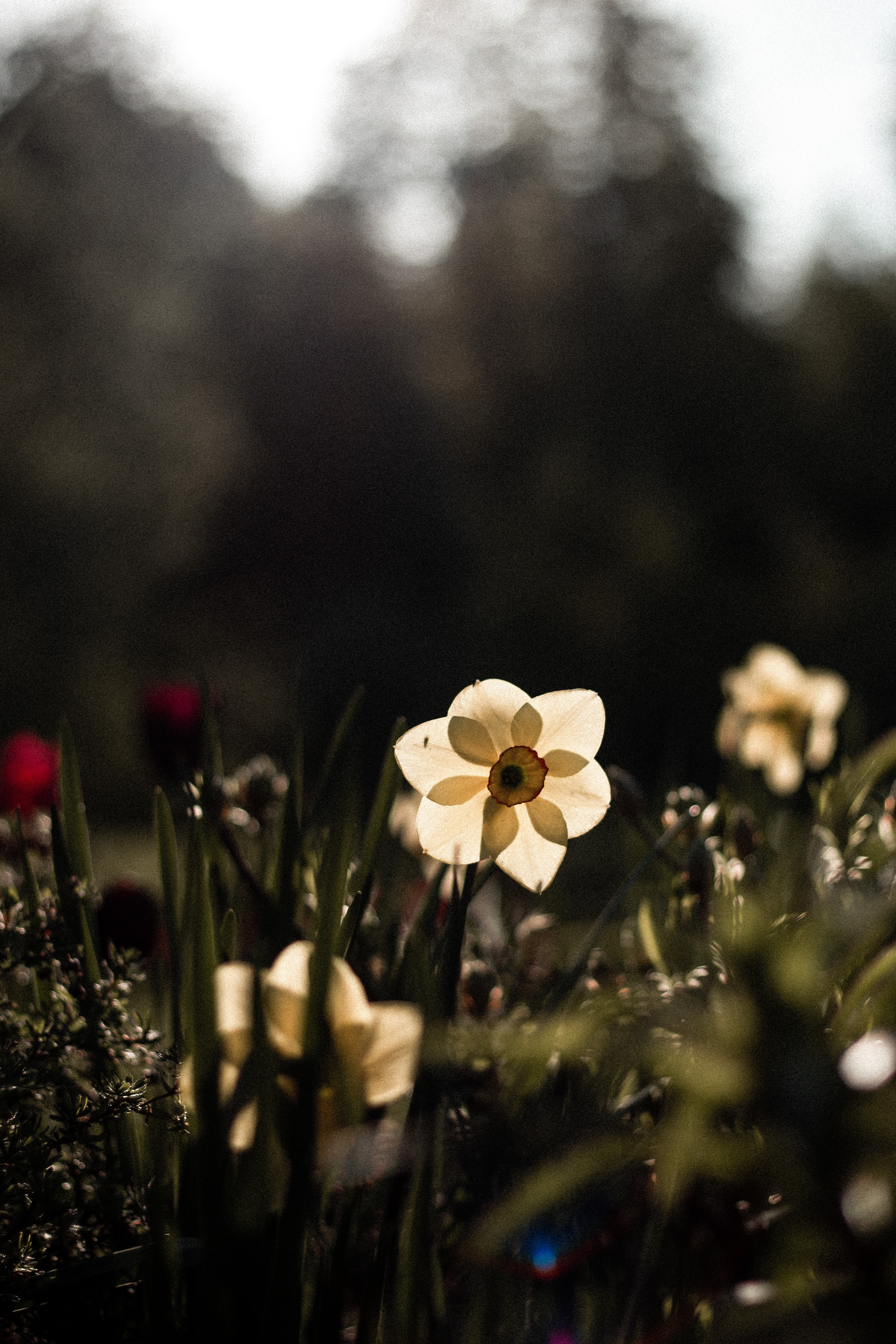 新参者のキョウです、お見知りおきを。