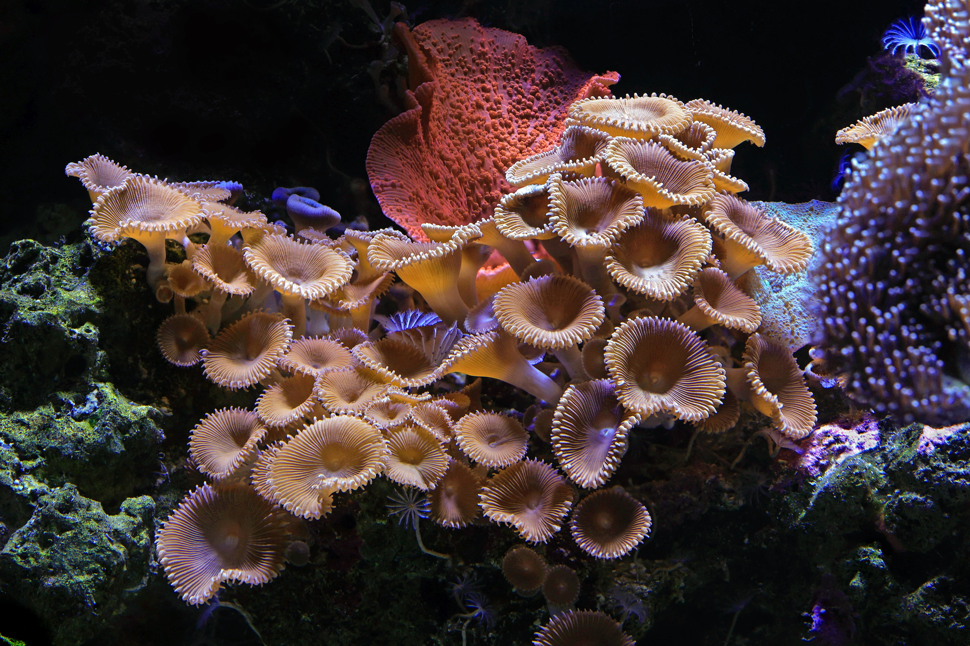 Wantedly掲載終了のお知らせ