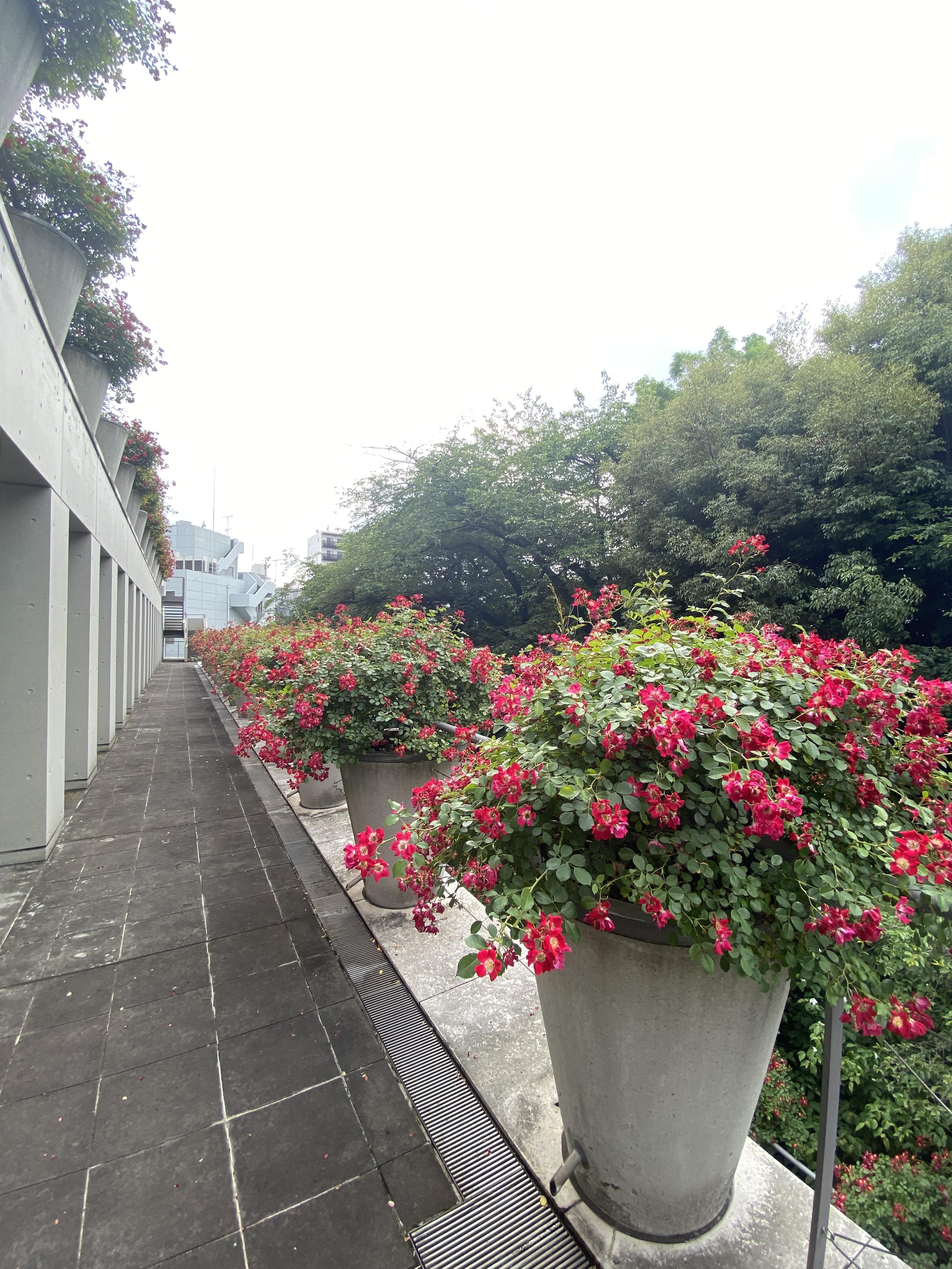 オフィスのテラスのご紹介