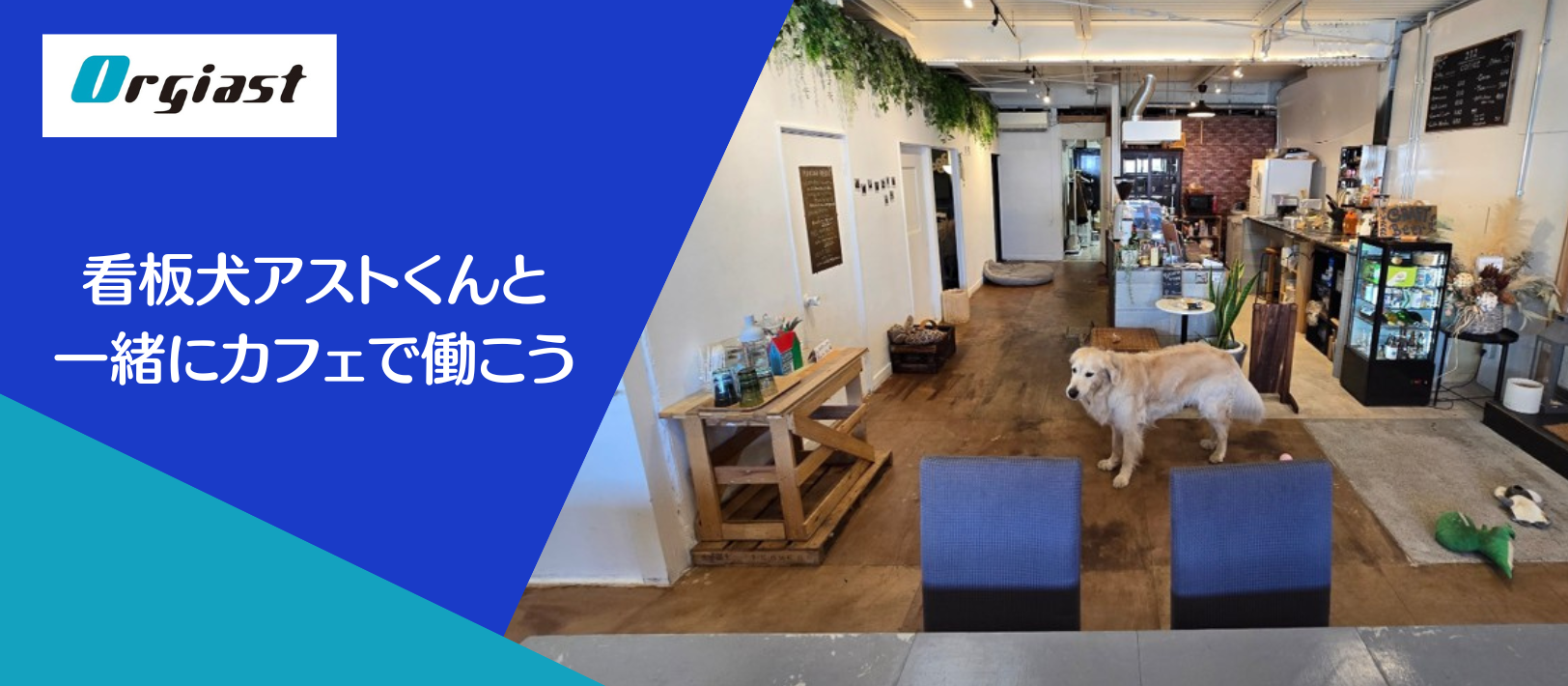 【大阪市東成区】看板犬アストくんと一緒にカフェで働こう