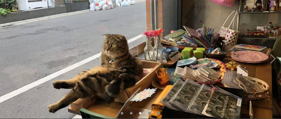 STAFF INTERVIEW】自分の餌代は自分で稼ぐ！やり手の店長(見習い)猫