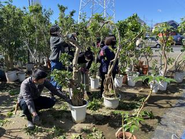 サステナブルへの取り組み。植木の仕立て直しをし、再生を行っています。