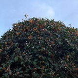 菅原 葉流