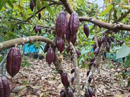 産地や品種によって異なる味わいがあるカカオ。そのカカオから作るチョコレートは、まさに地域の味わい、生産者や農園の味わいとなります。OKINAWA CACAOはチョコレートを通して、沖縄の魅力を伝え、日本中世界中にこの地域のファンづくりを行っています。