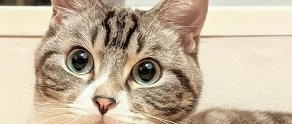 クリエイター支援系サービスの0→1立ち上げ実績を積みたいエンジニア募集