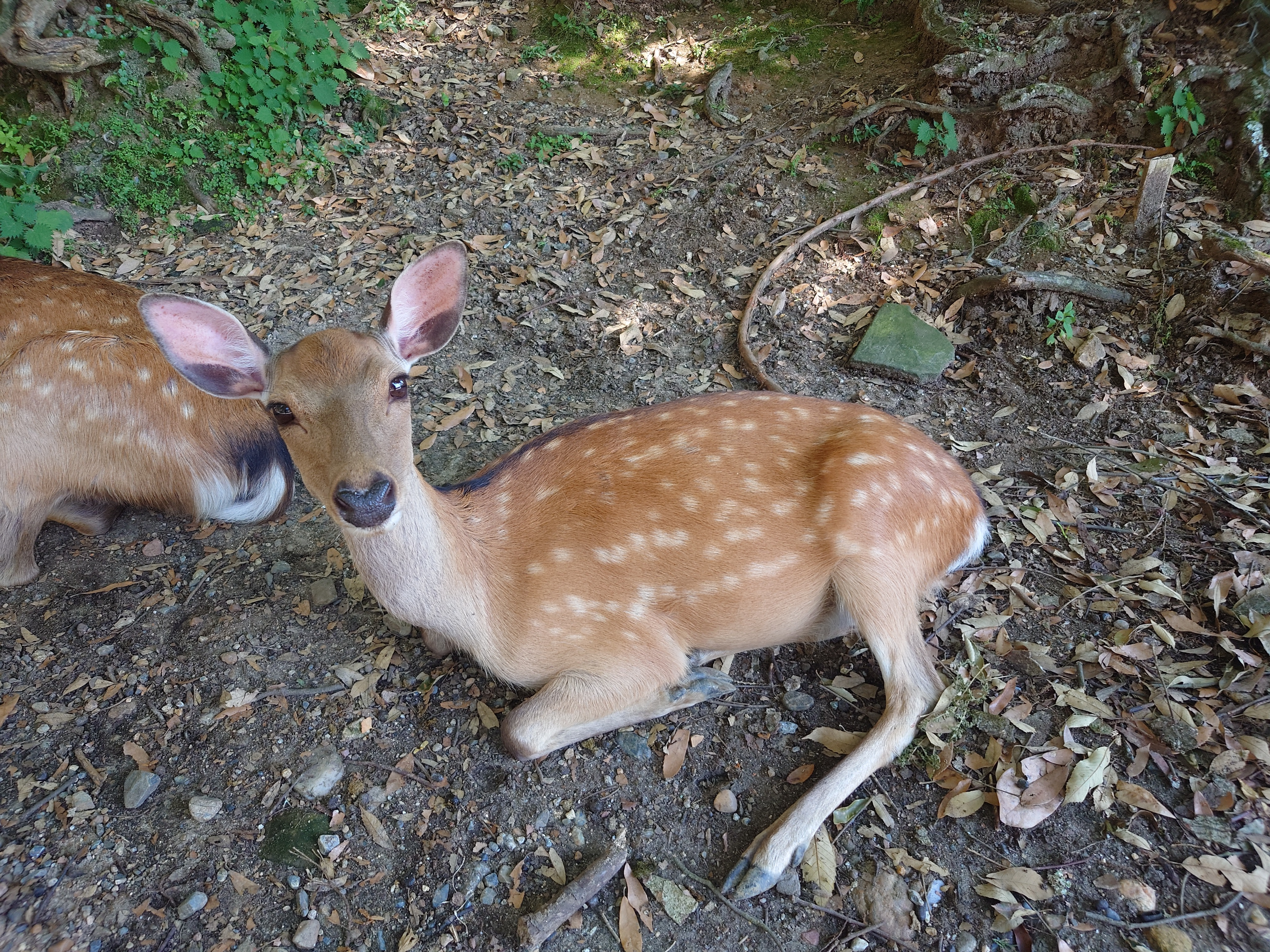 【JANOG54@奈良】未経験エンジニアが入社3か月でネットワークの技術会議に参加してみた