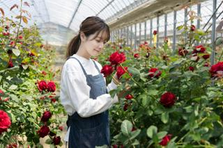 1本300円のバラを1億円売る女性社長直下！法人営業メンバーを募集