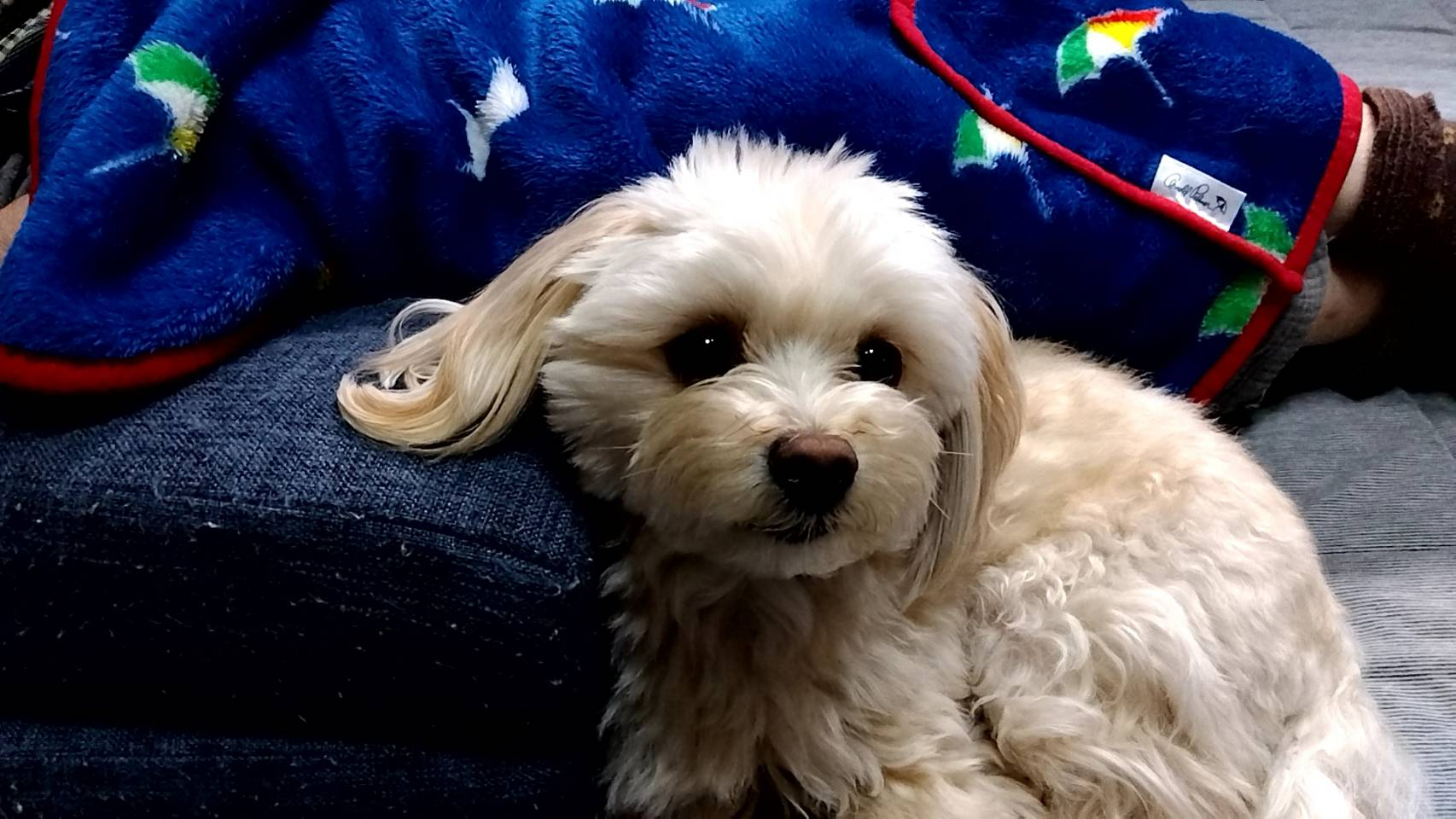 Smallitに最近入社したみなさんにインタビューしてみました