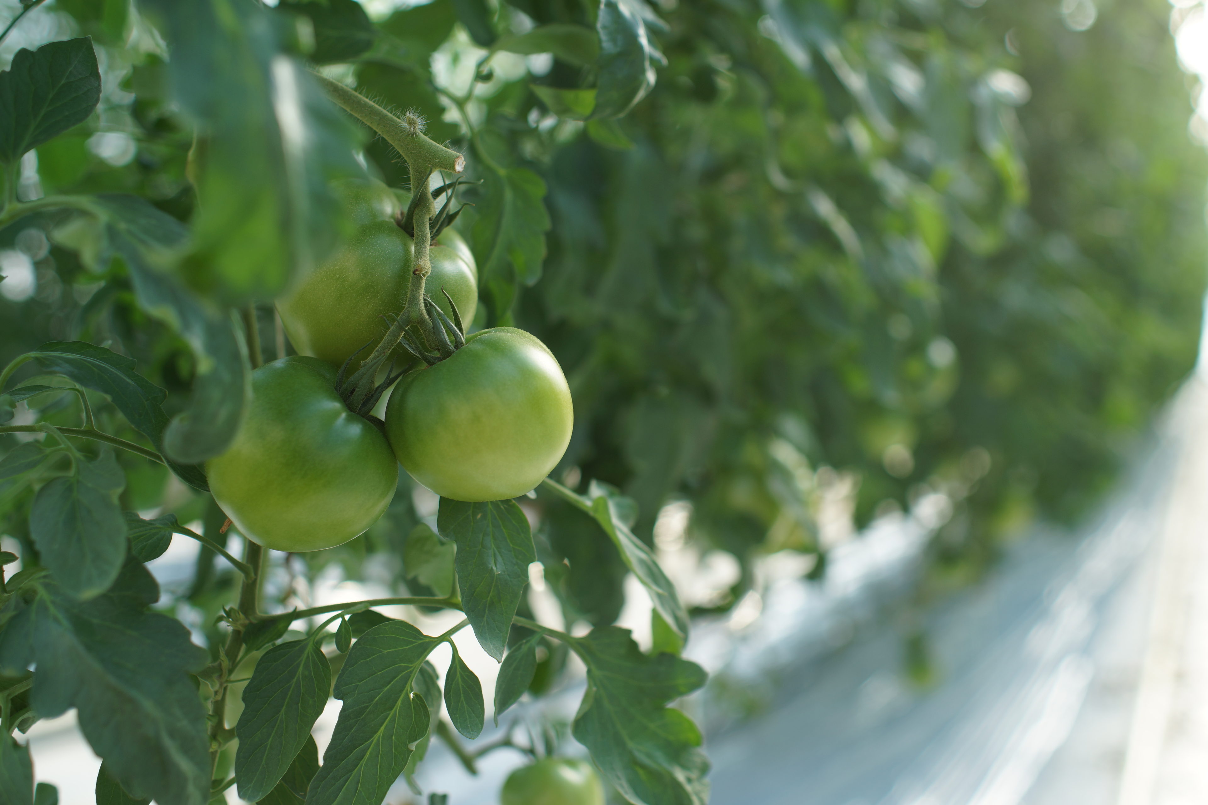 農業や食に興味を持ってくださる方々へ～食の根幹を支援するミッションに挑戦してみませんか～